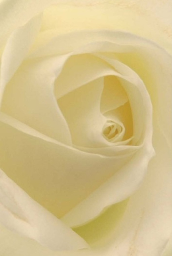 Drawing closer to this timeless white rose, you witness the interplay of light and shadow across supple, overlapping petals-each layer bathed in the luminous softness much like the gentle mornings along Bourne Road in Crayford. Cream and ivory tones shift gracefully throughout the bloom, while the spiraling arrangement evokes an exquisite sense of balance and intention. The inner petals seem to glow from within, proof of both the natural perfection crafted by time and the attentive hands of local Crayford florists. This floral design is ideal for heartfelt moments-be it a sincere apology, a gesture of remembrance, or a sophisticated centerpiece set against the backdrop of Crayford's Market Square. The rose's delicate scent feels present and clean, a symbol of purity and resilience that echoes through every carefully placed petal. In this bouquet, each subtle gradation and perfect line affirms the quiet beauty and expert craftsmanship cherished by Crayford Flowers for every meaningful occasion in the community.