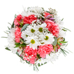 This expertly curated bouquet overflows with the joyous spirit of springtime in Crayford, each detail designed to capture and share life's simple pleasures. Brilliant white daisies, their centers aglow with fresh green, stand at the heart of the composition-symbols of cheer found in Crayford's green spaces on a sunny afternoon. Framing these are generous coral-pink carnations, their layered petals ruffled like festive ribbons, weaving warmth and brightness throughout. Baby's breath, in silky clusters, drifts between the stars of the bouquet, creating a light, dreamy ambiance that recalls the delicate beauty of local meadows. Tucked gently among the blooms are tight buds, perhaps alstroemeria, brushed with faint purple and deep pink-a subtle promise of more beauty to unfold. Eucalyptus leaves in muted silver-green intertwine with darker foliage, balancing brightness with calm and anchoring the rounded form. Everything about the display feels intentional and inviting, the work of seasoned local florists who pour care into every arrangement-perfect for marking a birthday, sending a celebratory note, or welcoming guests to a Crayford home. The bouquet's modern yet timeless character makes it a favourite for delivery across Crayford and its neighbouring villages, showering joy and serenity in equal measure.